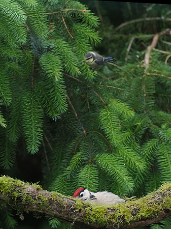 20200615-Woodpecker-EM124155