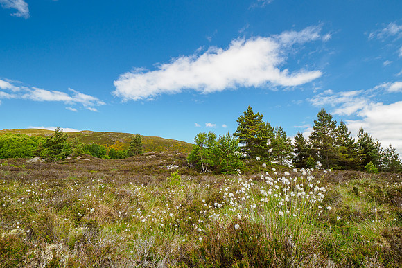 Bog Cotton (Eriophorum angustifolium)