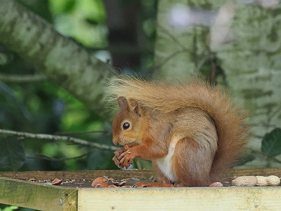 Red Squirrel (Sciurus vulgaris)