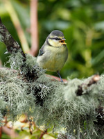Juvenile Blue Tit (Cyanistes caeruleus)