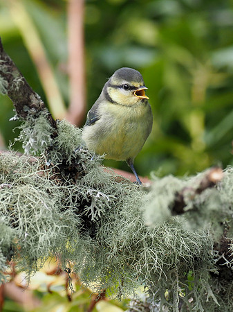 Juvenile Blue Tit (Cyanistes caeruleus)