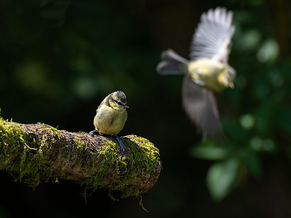 20200621-Garden-EM125235-Edit