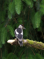 20200615-Woodpecker-EM124269