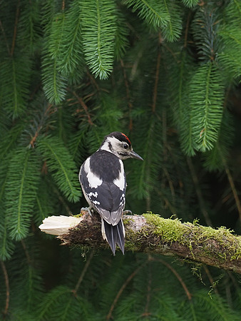 20200615-Woodpecker-EM124269