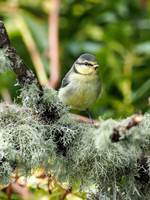 Juvenile Blue Tit (Cyanistes caeruleus)