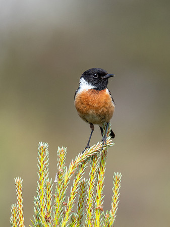 Male Stonechat (Saxicola rubicola)
