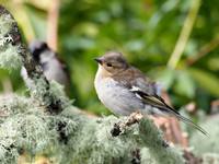 20200614-Garden Birds-124019