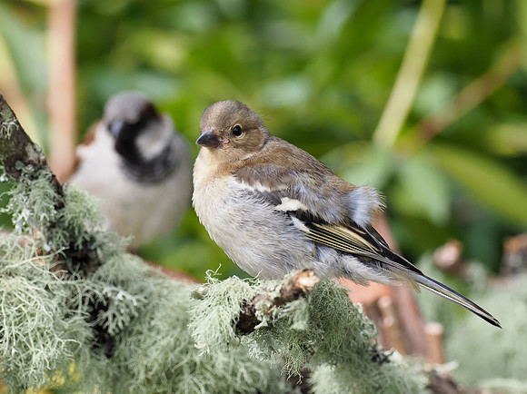 20200614-Garden Birds-124016
