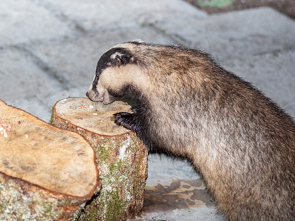 Badger (Meles meles)