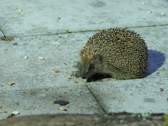 Hedgehog (Erinaceus europaeus)