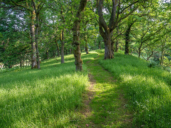 Balmacaan Wood