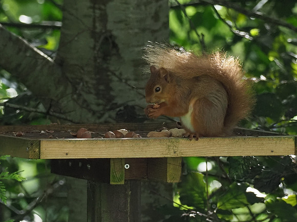 Red Squirrel (Sciurus vulgaris)
