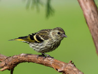 20200614-Garden Birds-124011