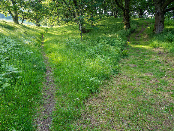 Balmacaan Wood