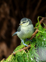 Juvenile Blue Tit (Cyanistes caeruleus)
