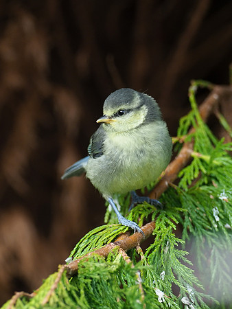 Juvenile Blue Tit (Cyanistes caeruleus)