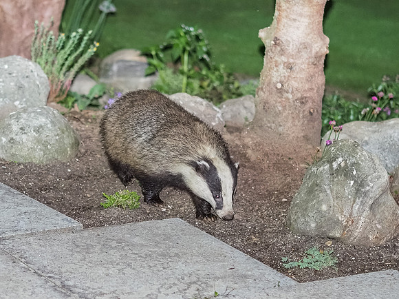 Badger (Meles meles)