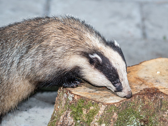 Badger (Meles meles)