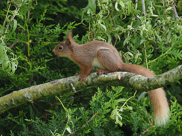 Red Squirrel (Sciurus vulgaris)