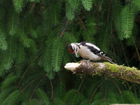 20200615-Woodpecker-EM124261