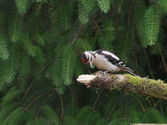 20200615-Woodpecker-EM124261