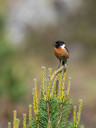 Male Stonechat (Saxicola rubicola)