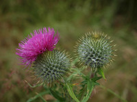 20110802-Tomich-Q8022663