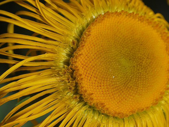 20110806-Garden-Q8062774