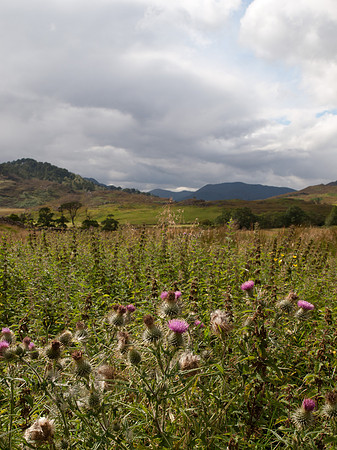 20110827-Glen Strathfarrar-Q8273211