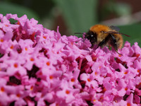 20110806-Garden-Q8062780