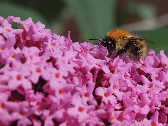 20110806-Garden-Q8062780