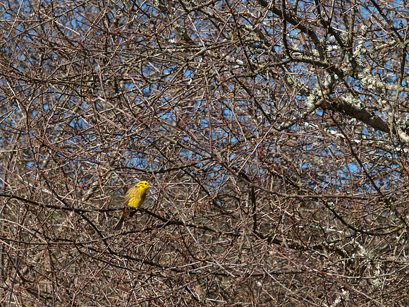 20110227-Craig Monie Woods-P2270905