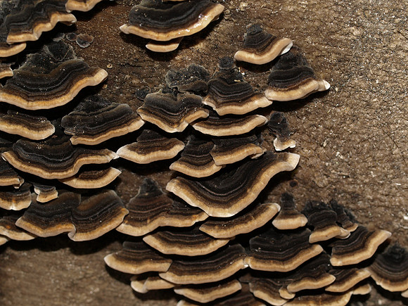 20110220-Urquhart Bay Woods-P2200842