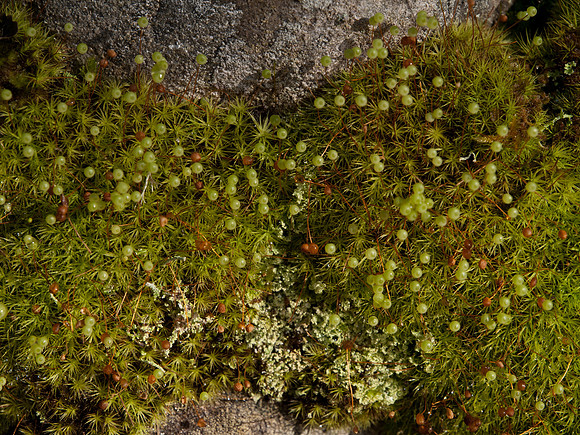 20110215-Kilmorack-P2150632