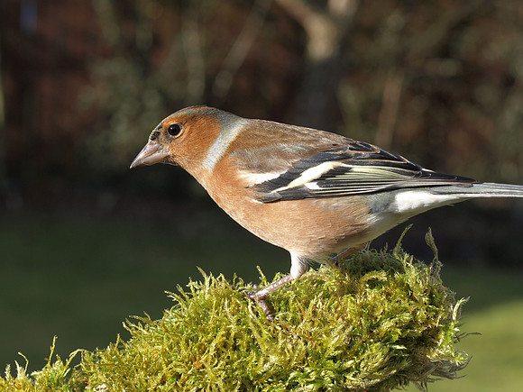 20110219-Drum-P2190779