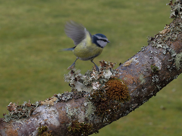 20110220-Urquhart Bay Woods-P2200809