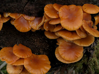 20110206-Urquhart Bay Woods-P2060393