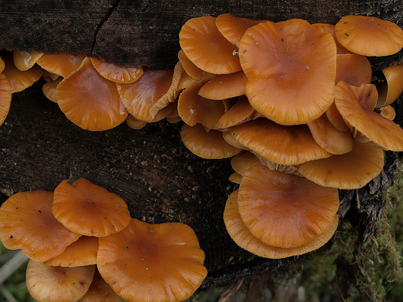 20110206-Urquhart Bay Woods-P2060393