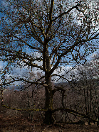 20110227-Craig Monie Woods-P2270917