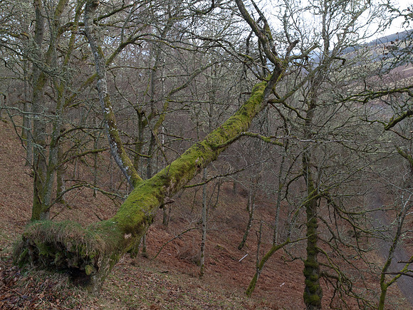 20110227-Craig Monie Woods-P2270927