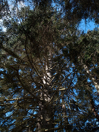 20110227-Craig Monie Woods-P2270900