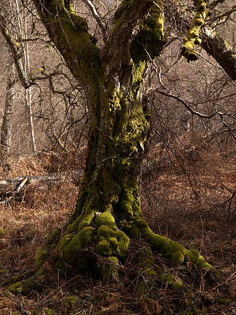 20110227-Craig Monie Woods-P2270924