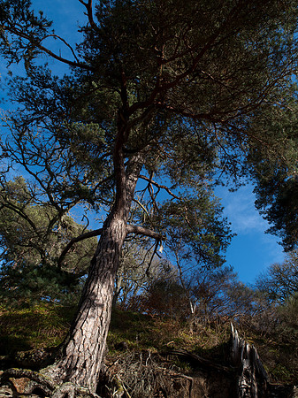 20110215-Kilmorack-P2150631