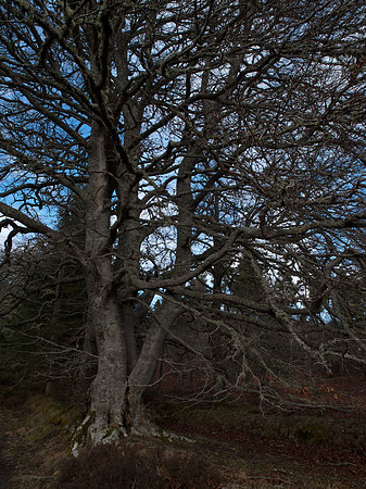 20110215-Kilmorack-P2150645
