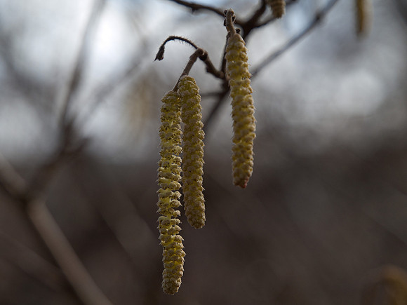 20110227-Craig Monie Woods-P2270919