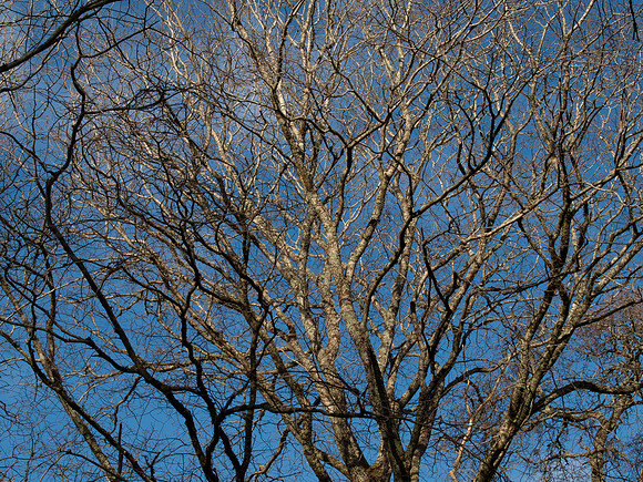 20110212-Urquhart Bay Woods-P2120518