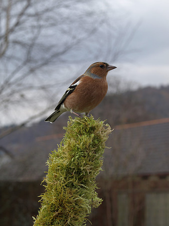 20110218-Birds-P2180775
