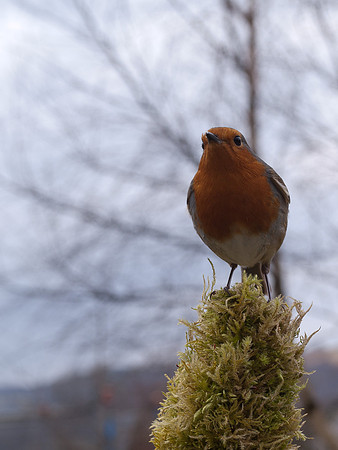 20110218-Birds-P2180767-2