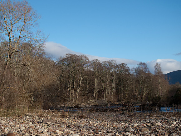 20110212-Urquhart Bay Woods-P2120509