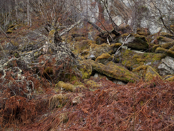 20110216-Glen Affric-P2160652